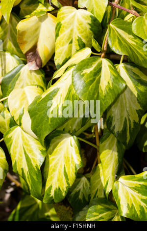 Giallo variegato fogliame sempreverde del grande lasciato persiano di Edera, Hedera colchica 'Sulphur cuore" Foto Stock