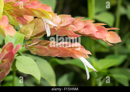 Fiori bianchi emergono dalle brattee rossastre nella evergreen, sub-tropicale impianti adibiti alla pesca di gamberetti, Justicia brandegeana Foto Stock