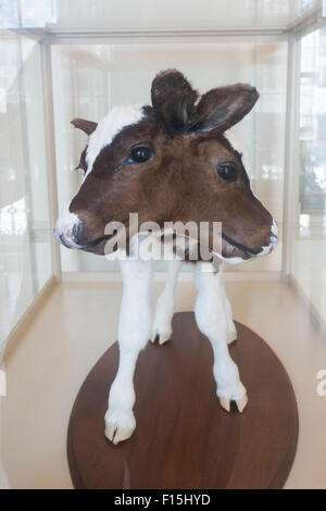 Steward il museo delle curiosità in Old State House Hartford Connecticut edificio Foto Stock