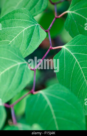 Il verde delle foglie su un ramo di close-up. piccole profondità di campo. Foto Stock