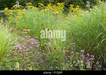 Fiori Selvatici in un paese di lingua inglese giardino Foto Stock