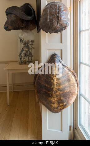 Steward il museo delle curiosità in Old State House Hartford Connecticut edificio Foto Stock