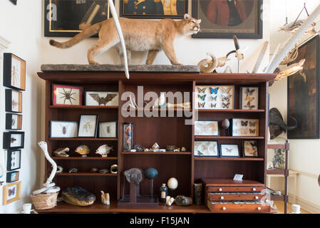 Steward il museo delle curiosità in Old State House Hartford Connecticut edificio Foto Stock