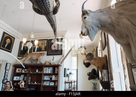 Steward il museo delle curiosità in Old State House Hartford Connecticut edificio Foto Stock