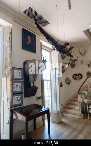 Steward il museo delle curiosità in Old State House Hartford Connecticut edificio Foto Stock