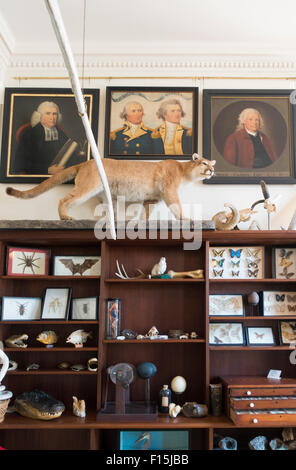 Steward il museo delle curiosità in Old State House Hartford Connecticut edificio Foto Stock