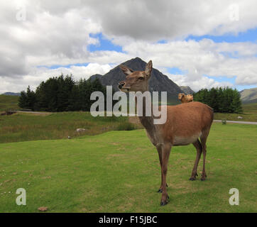 Una bella femmina rosso cervo in piedi sul prato verde di fronte Buachaille Etive Mor Foto Stock