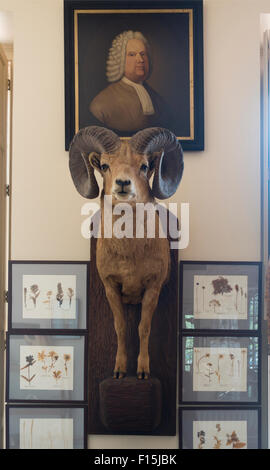 Steward il museo delle curiosità in Old State House Hartford Connecticut edificio Foto Stock