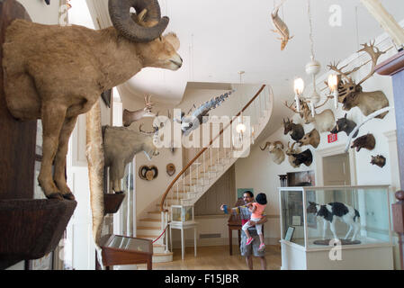 Steward il museo delle curiosità in Old State House Hartford Connecticut edificio Foto Stock