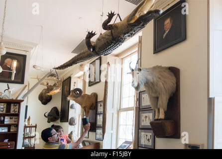 Steward il museo delle curiosità in Old State House Hartford Connecticut edificio Foto Stock