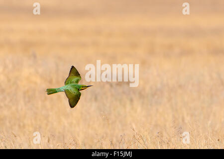 Flying Blue teenager-cheeked Bee-eater sopra la steppa a secco Foto Stock