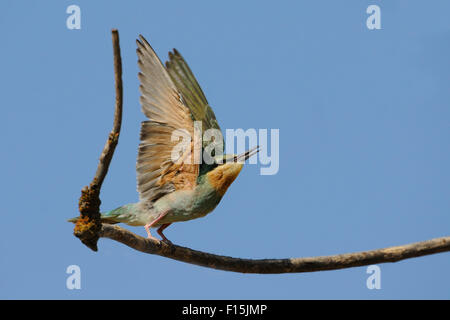 Sbattimento ali capretti blu-cheeked Bee-eater sul ramo secco Foto Stock