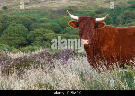 Red Devon bestiame libero compreso sul Quantocks, con copyspace Foto Stock