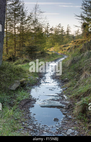 Mountain bike sentieri nella foresta Grizedale, inglese Lake District National Park, Regno Unito Foto Stock