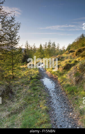 Mountain bike sentieri nella foresta Grizedale, inglese Lake District National Park, Regno Unito Foto Stock