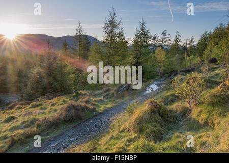 Sun burst su sentieri da percorrere in mountain bike nella Foresta Grizedale in inglese il Parco Nazionale del Distretto dei Laghi, Inghilterra Foto Stock