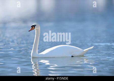 Ritratto di un cigno (Cygnus olor) nuoto sul lago Grundlsee in inverno, Stiria, Austria Foto Stock