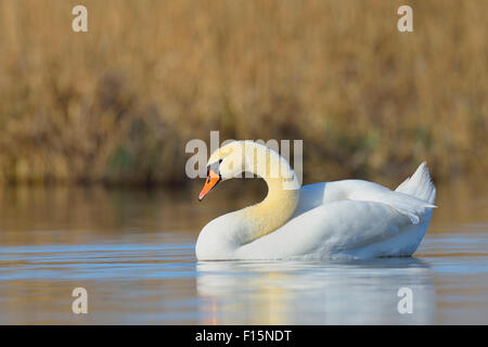 Ritratto di cigno (Cygnus olor) nuoto sul lago, Hesse, Germania Foto Stock