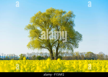 Tree e fioritura Canola Field all'inizio della primavera, Kuehkopf-Knoblochsaue Riserva Naturale, Hesse, Germania Foto Stock