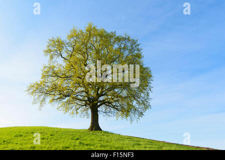 Vecchia Quercia in collina in primavera, Odenwald, Hesse, Germania Foto Stock