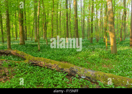 Faggio (Fagus sylvatica) foresta con albero caduto e Ramson (Allium ursinum) in primavera, Hesse, Germania Foto Stock