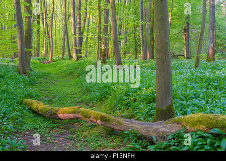 Faggio (Fagus sylvatica) foresta con albero caduto e Ramson (Allium ursinum) in primavera, Hesse, Germania Foto Stock