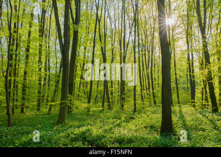 Faggio (Fagus sylvatica) foresta con Sun in primavera, Hesse, Germania Foto Stock