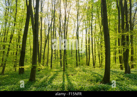 Faggio (Fagus sylvatica) foresta in primavera, Hesse, Germania Foto Stock