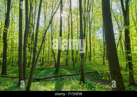 Faggio (Fagus sylvatica) foresta in primavera, Hesse, Germania Foto Stock