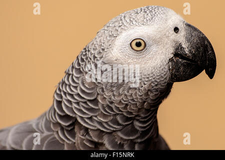 Pappagallo grigio africano di colpo alla testa close up Foto Stock