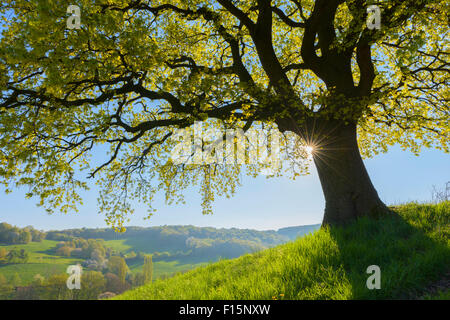 Vecchia Quercia con sole e vista panoramica in primavera, Odenwald, Hesse, Germania Foto Stock