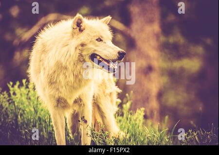 Vecchia Alfa bianco Wolf. Fotografia Vintage color grading. Foto Stock