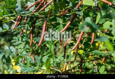 Caragana tree, giallo acacia Foto Stock