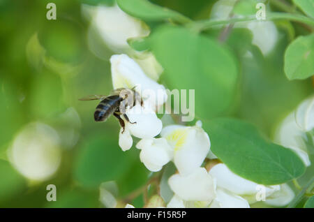 Un'ape raccoglie il nettare dai fiori di acacia. Foto Stock