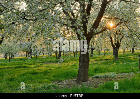 Sun attraverso gli alberi di ciliegio a fioritura primaverile, Baden Wurttemberg, Foresta Nera (Schwarzwald), Germania Foto Stock