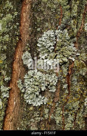 Licheni e muschi su una scatola albero anziano nel Michigan, Stati Uniti d'America. Foto Stock