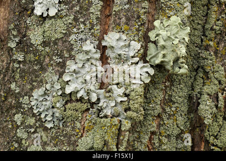 Licheni e muschi che crescono su una scatola albero anziano nel Michigan. Foto Stock