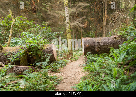 Caduto Sequoia gigante con la sezione ritaglio per cancellare trail. Foto Stock