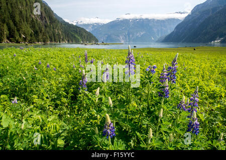 Lupino fiori selvatici che crescono in un estuario del fiume nella regione Kitlope del grande orso nella foresta pluviale, British Columbia, Canada, Foto Stock