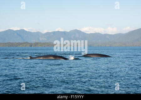 Due alette balene che nuotano nelle acque del Canada è grande orso nella foresta pluviale, appena fuori della costa nord della British Columbia. Foto Stock