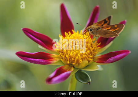 Skipper moth su un singolo petaled rosa dalia. Foto Stock