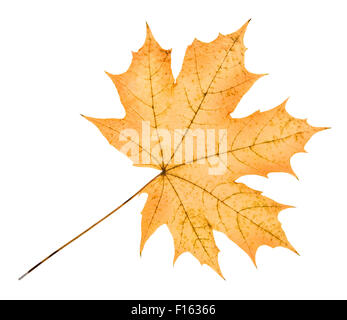 Grande giallo maple leaf, su sfondo bianco; isolato Foto Stock