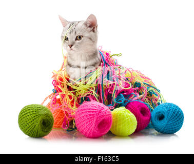 Il grigio bellissimo gattino gioca con molti multi-colore di clew, su sfondo bianco , isolato Foto Stock