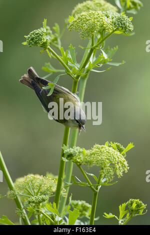 Tennessee trillo - canto Leiothlypis peregrina della costa del Golfo del Texas, Stati Uniti d'America BI027746 Foto Stock