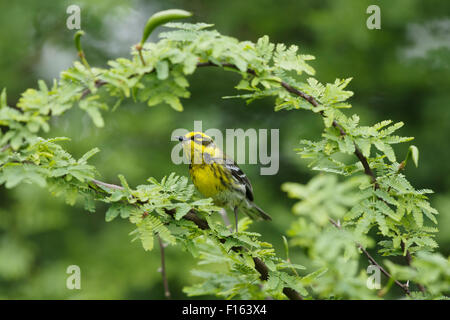 Townsend il trillo - sulla migrazione Setophaga townsendi costa del Golfo del Texas, Stati Uniti d'America BI027768 Foto Stock