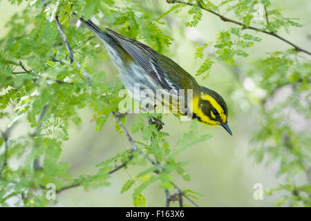 Townsend il trillo - sulla migrazione Setophaga townsendi costa del Golfo del Texas, Stati Uniti d'America BI027769 Foto Stock