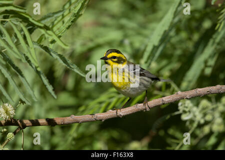 Townsend il trillo - sulla migrazione Setophaga townsendi costa del Golfo del Texas, Stati Uniti d'America BI027770 Foto Stock