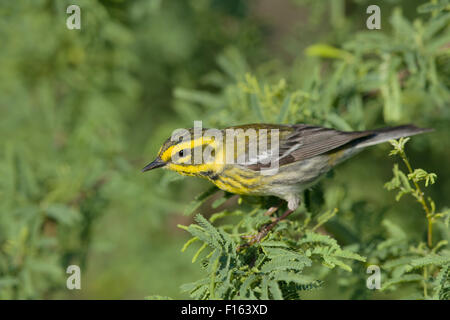 Townsend il trillo - sulla migrazione Setophaga townsendi costa del Golfo del Texas, Stati Uniti d'America BI027778 Foto Stock