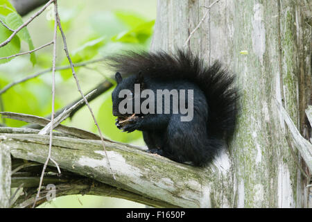 Orientale scoiattolo grigio - nero forma Sciurus carolinensis Ontario, Canada MA003045 Foto Stock