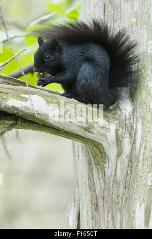 Orientale scoiattolo grigio - nero forma Sciurus carolinensis Ontario, Canada MA003048 Foto Stock